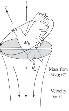 Fig. 2. Illustration of the technique for estimating the mechanicalpower output of the muscles of blue-breasted quail during take-off.these quantities were calculated from the movement of the centre ofmass