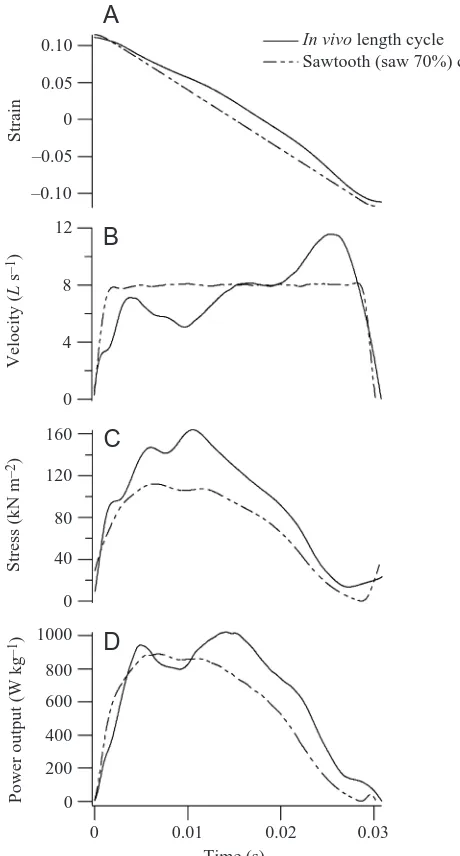 Fig. 5. Comparison of the strain (A) and shortening velocity (B) forthe simulation and sawtooth cycles and the stress (C) andinstantaneous power output (D) developed