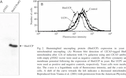 Fig. 2. Hummingbird uncoupling protein (HmUCP) expression in yeast and HmUCP-inducedmitochondrial uncoupling
