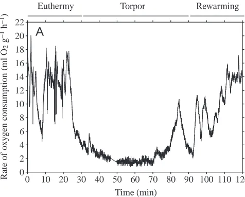 Fig. 3. Changes in hummingbird uncoupling protein (HmUCP) mRNA levelsduring torpor and rewarming