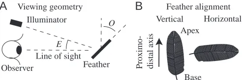 Fig. 2. Reﬂectance geometry. (A) Directionality. A directionally iridescent feather can beunderstood as an imperfect spectrally tuned mirror