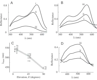 Fig. 8. Reﬂectance spectra of the turquoisepatch on an Indian roller tail. This had diffuseOas spectrum I in A