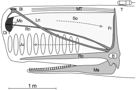 Fig. 1. Schematic view of the head of a 10m long sperm whale(Physeter macrocephalus) showing placement of the tag