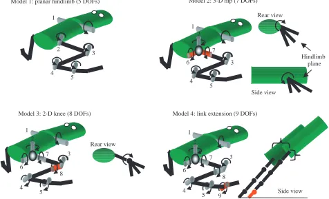 Fig. 5. The four frog models on which forward dynamic simulations of jumping were performed