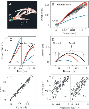 Fig. 6. (A) Model 1 did not permit rotations other than
