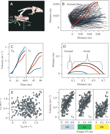 Fig. 7. Jumping performance of model2. (A) Model 2 was placed in a normal