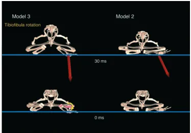 Fig. 8. Internal rotation of thetibioﬁbula at the starting jumpposition enhances the verticalcomponent of the ground reactionforce (GRF)