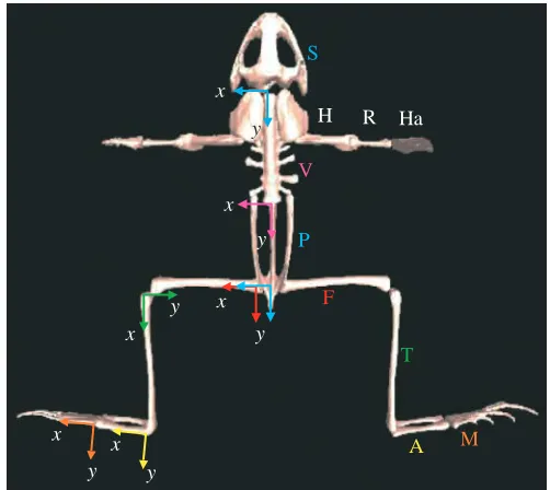Fig. 2. The bone segments (right) of Rana pipiens and the localcoordinate frames (LCFs) (left) attached to each bone segment inSIMM software