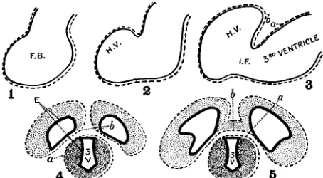 FIG. Diagram demonstrating the formation of the double-layeredtela choroidea (velum interpositum) of the third ventricle in thehuman.1) The developing neural tube includes the forebrain (FB)which is surrounded by the pia mater (broken line).2) and 3) The e