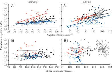 Fig. 7. Relationships between the mean amplitude of the tegula burst (calculated from rectiﬁed and integrated recordings) and the angularvelocity (A) and stroke amplitude (B) of the fore- (i) and hindwings (ii) (data from four individuals shown, each in a 