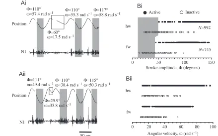 Fig. 8. Downstroke amplitude (Φ) and angular velocity (ω) of the wing as determinants of tegula excitation