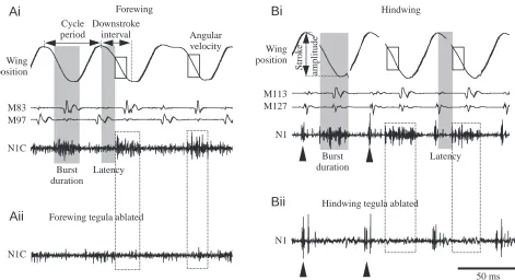 Fig. 2. Discharge pattern of the forewing (A) and hindwing (B) tegula in relation to wing position during tethered ﬂight