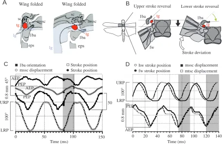 Fig. 3. Morphology and movement of the wing hinge area. (A) Tegula position in the folded (left) and unfolded (right) forewing, frontal view.mssc, mesothoracic scutum; mtsc, metathoracic scutum; tg, tegula; lg, ligament; 1ba, ﬁrst basalar sclerite; eps, ep