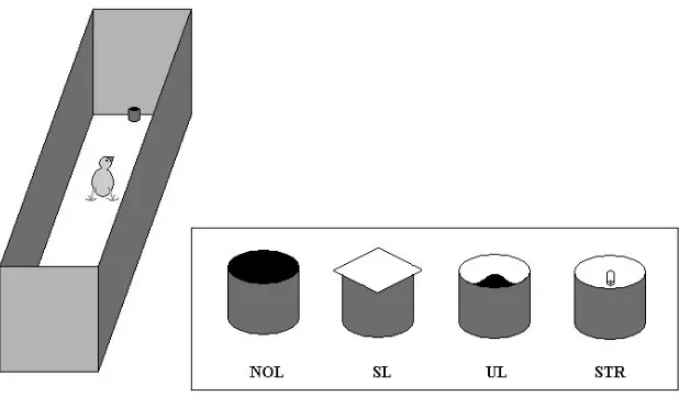 Fig. 1. Layout of the experimental arena and the dish conditions: no lid (NOL), squarelid (SL), lid with U-shaped indentation (UL) and lid with protruding string (STR).