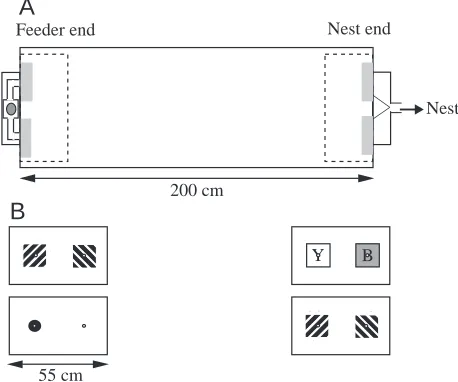Fig. 1. (A) Plan view of the arena. Areas marked grey or surroundedby dashed lines are close to patterns at the feeder and nest ends of thearena and are those within which hovering times were measured.Holes at the feeder and nest ends of the box were 3cm i