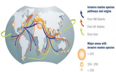 Figure 1: Invasive species pathways through shipping (Source: Dockwise) 