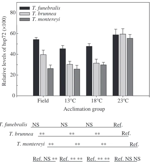 Fig. 2. Western blots of hsp70 isoforms, hsp90 and heat-shockfactor-1 (HSF1) in a ﬁeld-acclimatized (F) group of three Tegulacongeners and after 30–34 days of laboratory-acclimation to 13, 18or 23°C