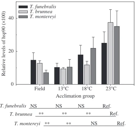 Fig. 7. Endogenous levels of hsp90 in three Tegulaacclimatized (July 1997) and laboratory-acclimated to 13, 18 or23°C for 30–34 days