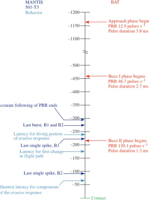 Fig. 10. Summary of the pertinent events in the bat attack vocalization sequence(red, right) and the corresponding 501-T3 neural events (dark blue, left) andmantis evasive behavior latencies (light blue, left)