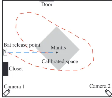 Fig. 1. The implanted electrode arrangement in the hanging tetheredmantis preparation