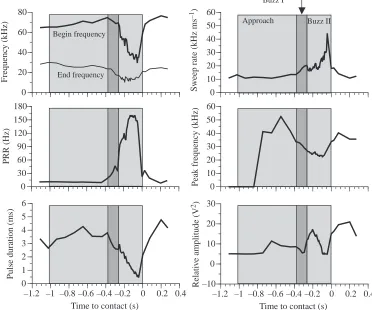 Fig. 3. Example of the changes indifferent bat vocalization parameterscontinues to decrease, the sweep rateincreases and the bandwidth of theecholocation vocalizations narrow.In the beginning of the buzz IIphase, the relative amplitude of theecholocation v