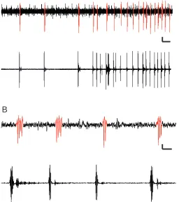 Fig. 4. (A) Example of an electrode implant recording (upper) withthe corresponding bat vocalizations taken from the bat detector(below)