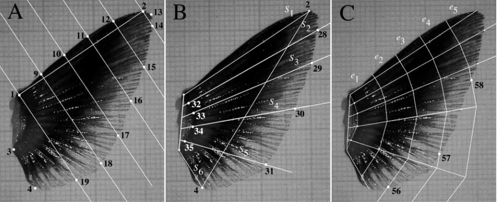 Fig. 1. Morphometrics of ﬁn shape. (A) Landmarks used to compute ﬁn area. (B) Spans, Sray to the tip of the ﬁn rays