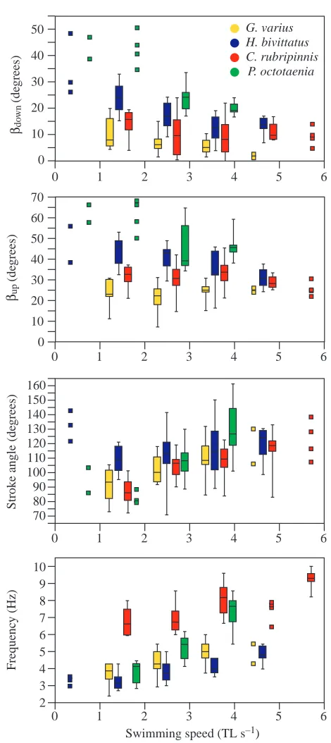 Fig. 4. (A–D) Kinematic changes with swimming speed in fourlabrid species. Each box-and-whisker plot represents the distributionof the variable for the species