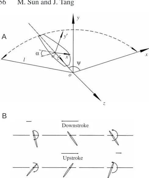 Fig. 1. Sketches of the reference frames and wing motion. (A) oxyzthe wing tip or the wing length