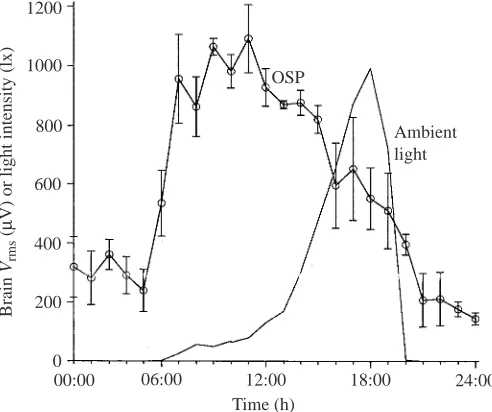 Fig. 5. Effect of time of day under natural laboratory light on root-mean-square voltage ((06:00–18:00h) with a return to basal levels after 20:00h