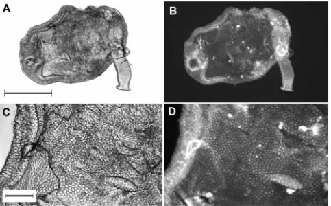 Fig. 4. Bright-ﬁeld (A,C) and ﬂuorescence (B,D) images of an Aedes aegyptiCrotalus adamanteuScale bars: A, 500 blood-fed midgut sheet stained with ﬂuorescently labeleds PLA2 and ﬁxed