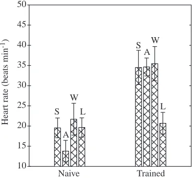 Fig. 1. Mean heart rate (mean ± SW and L) during ﬁve submersions during naive and trained sessions.Seals S, A and W are considered to have adapted to the trainingprotocol and were grouped together for later comparison andanalysis