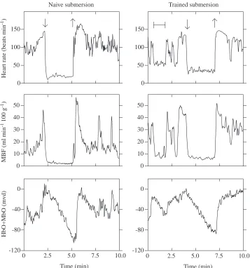 Fig. 3. Comparison of two submersions,the fourth of the naive session and thethird of the trained session, for seal S.Arrows indicate the start and end ofsubmersions