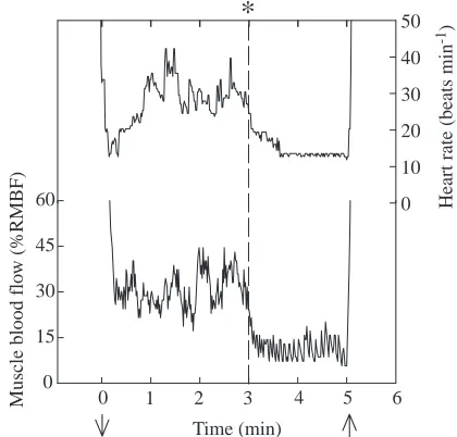 Fig. 7. Response of muscle blood ﬂow and heart rate during a 5minsubmersion of seal S following completion of the 3min submersiontraining