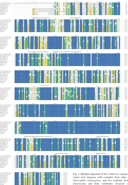 Fig. 2. Multiple alignment of the Callinectes sapidus α-subunitamino acid sequence with examples from other arthropods