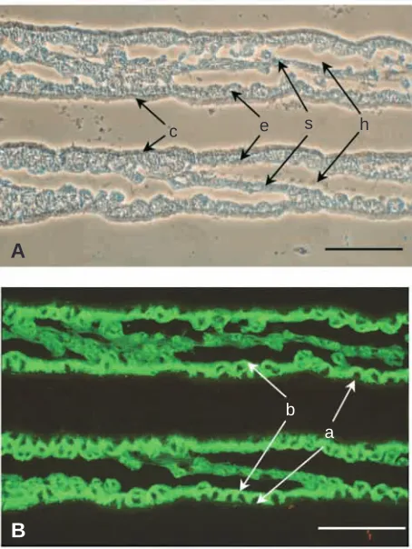 Fig. 5. Immunocytochemical localization of Na++K+-ATPase α-subunit protein in the basolateral membrane of gill epithelial cells inthe blue crab Callinectes sapidus