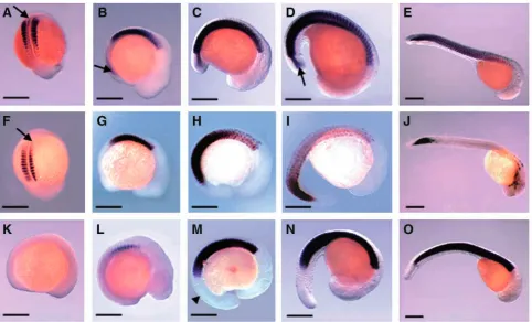 Fig. 5. Comparison of MyoD, myogenin and MyHC RNA transcript expression in herring embryos with similar numbers of somites and at avariety of rearing temperatures