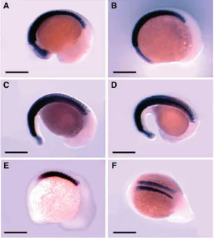 Fig. 6. MyoD (A–D) and myogenin (E,F) expression in embryos reared at differenttemperatures