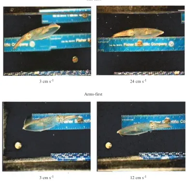 Fig. 2. Video frames of a 4.4cmdorsal mantle length arms-ﬁrst at 3 and 12cmsLolligunculabrevis swimming tail-ﬁrst at 3and 24cms−1 (upper frames) and−1(lower frames)
