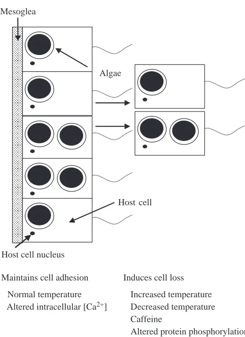 Fig. 11. Schematic representation of how cell adhesion is controlledin the tropical sea anemone Aiptasia pulchella, indicating thatincreased and decreased temperature as well as altered proteinphosphorylation induce host cell detachment.