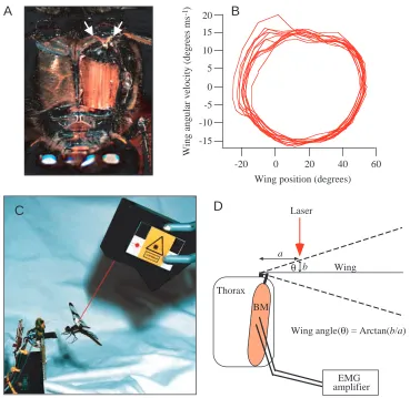 Fig. 1. (A) The basalar muscle (BM) of the mesothorax exposed by removal of a portion of the cuticle and underlying air sacs