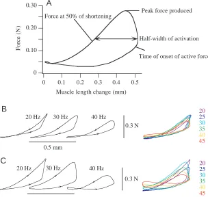 Fig. 4. (A) Work loop from a basalar musclecontracting at 37Hz and an illustration of the1.3 Jkgseries were obtained at a tissue temperature of 32°Cand a constant phase between electrical stimulationand muscle lengthening