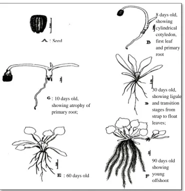 Figure 7:  Stages in seed germination in Water hyacinth Source:  Penfound and Earle, 1987 