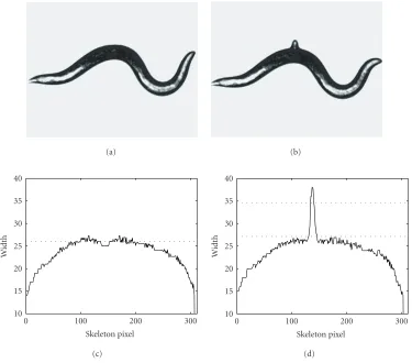 Figure 2: Width proﬁle change on egg onset. (a) Gray image right before egg onset. (b) Gray image right after egg onset