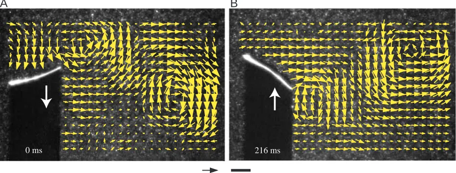 Fig. 8. Representative ﬂow ﬁelds in the wake of the oscillating caudal ﬁn of sunﬁsh during steady swimming at 1.1 Llength