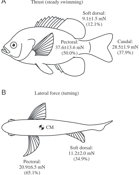 Fig. 4G. Finally, as the ﬁn returns to its original abductedposition at the end of the stroke, bound vorticity migratestowards the trailing edge of the ﬁn to contribute to a new