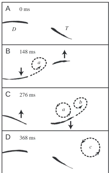 Fig. 10. Constructive wake interaction between the soft dorsal ﬁn (Dshed as the soft dorsal ﬁn sweeps laterally (A,B) and migratesdownstream during the development of an analogous tail vortex (C)