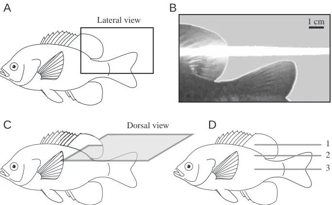 Fig. 2. Experimental approach for visualizingthe median ﬁn wake. (A) Within the regionbound by the rectangle, lateral video imagesof bluegill sunﬁsh were recorded duringsteady swimming at both low and high speedand during unsteady turning maneuvers.(B) Rep