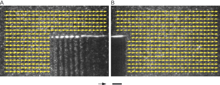 Fig. 3. Frontal-plane water velocity vector ﬁelds in the vicinity of the dorsal ﬁn during swimming by sunﬁsh at 0.5 Lis total body length