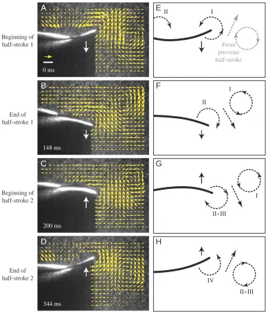 Fig. 4. Representative ﬂow ﬁelds in the wake of the oscillating soft dorsal ﬁn of sunﬁsh during steady swimming at 1.1 Lbody length
